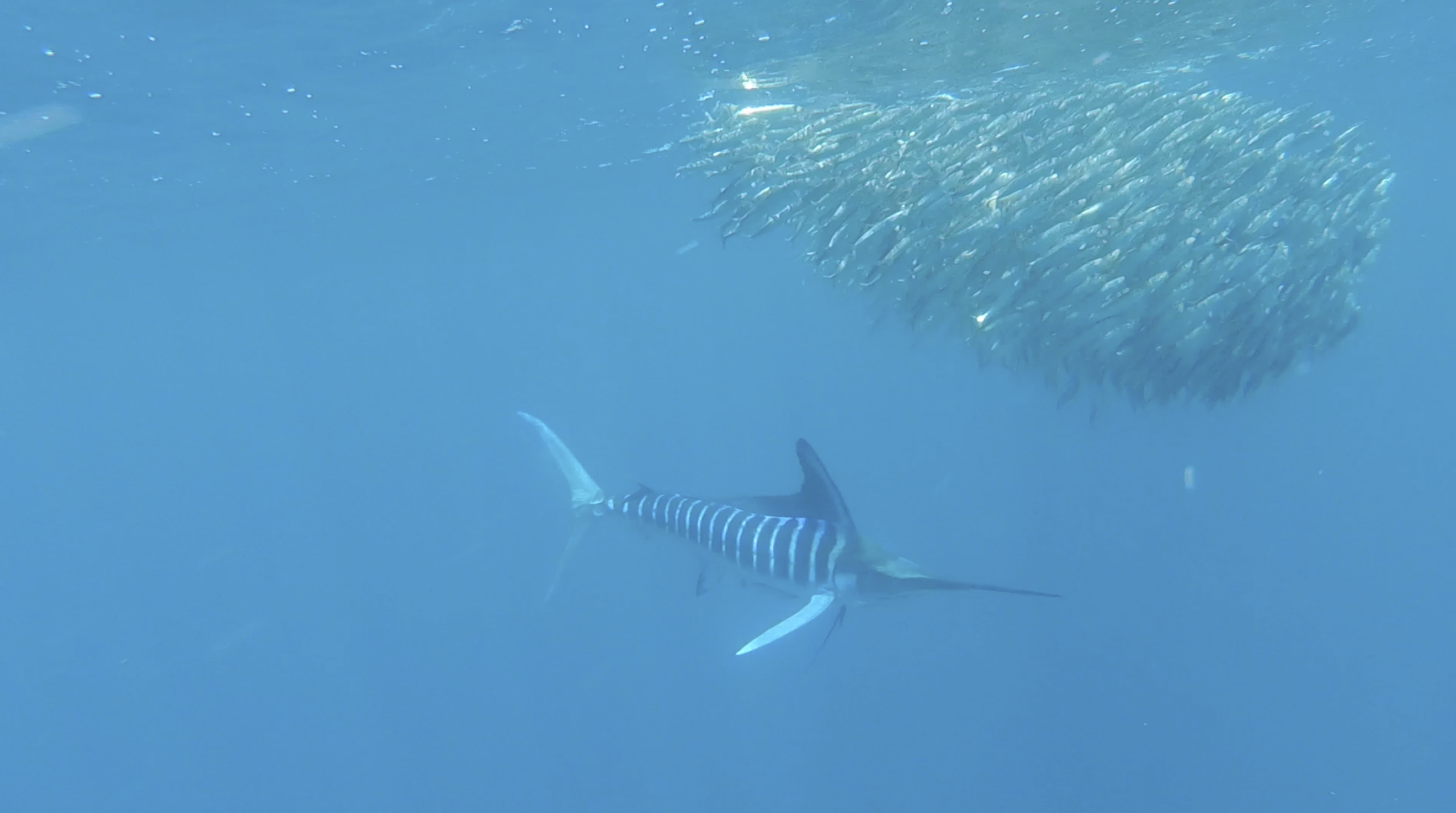 Striped Marlin coralling a school of sardines in the Galapagos Islands