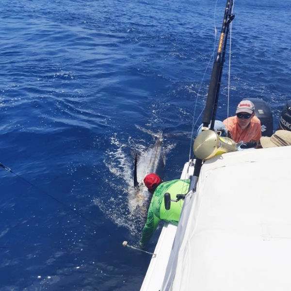 Reeling in a Blue Marlin on a Tesoro Galapagos Sport Fishing Tour.