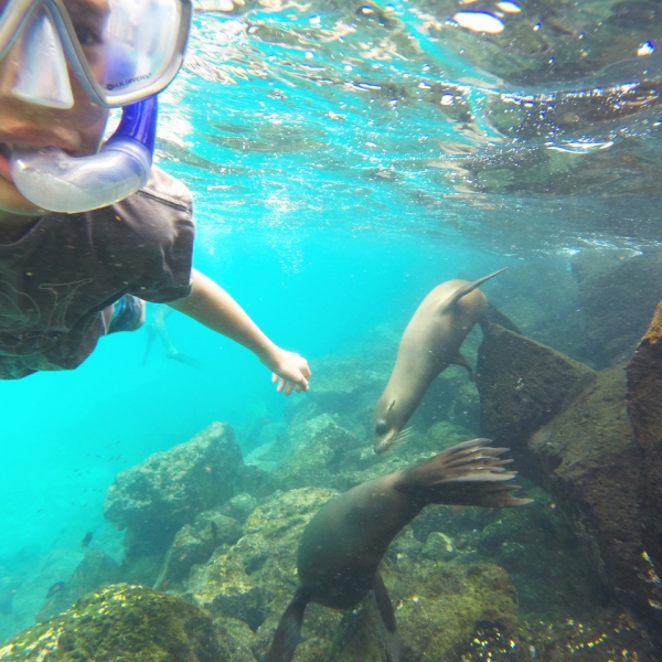 Snorkel with Sea Lions