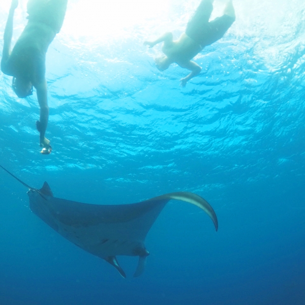 Manta Swim Boys Galapagos Swimming Brief 