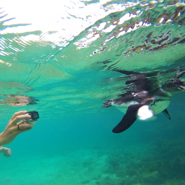 Snorkeling with Galapagos Penguins.