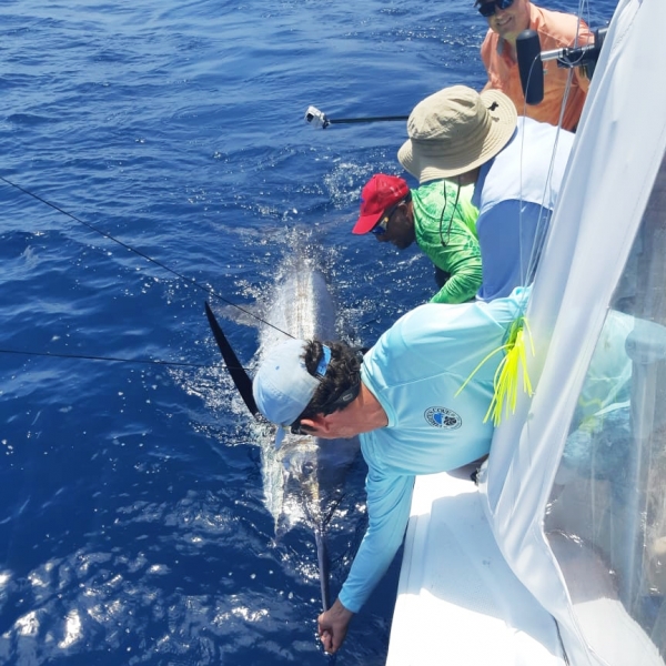 Releasing a Blue Marlin after an exciting fight.