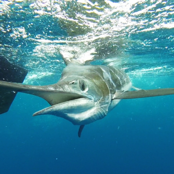 Galapagos Marlin fishing underwater shot